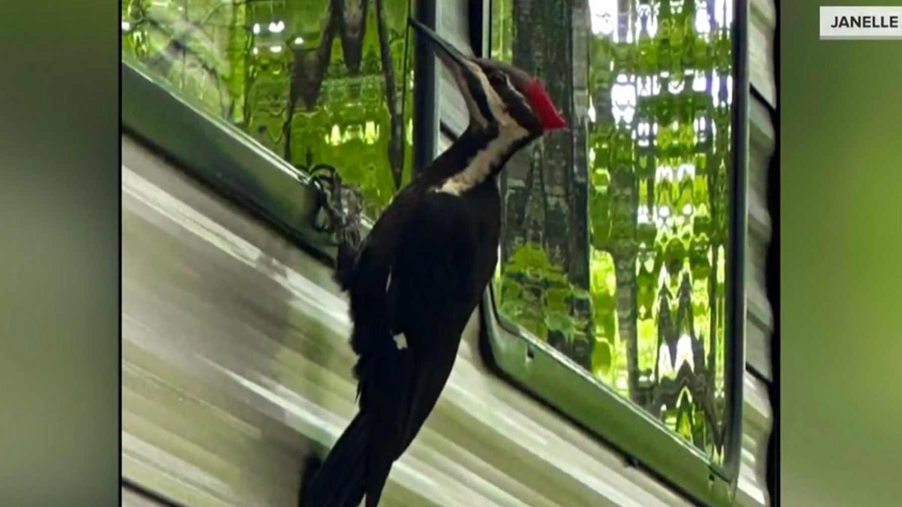 A woodpecker cracked 25 car mirrors on one Massachusetts hill, and neighbors found it was attacking its own reflection
