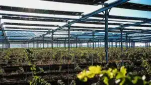 Grapevines ripening under solar panels in a French vineyard
