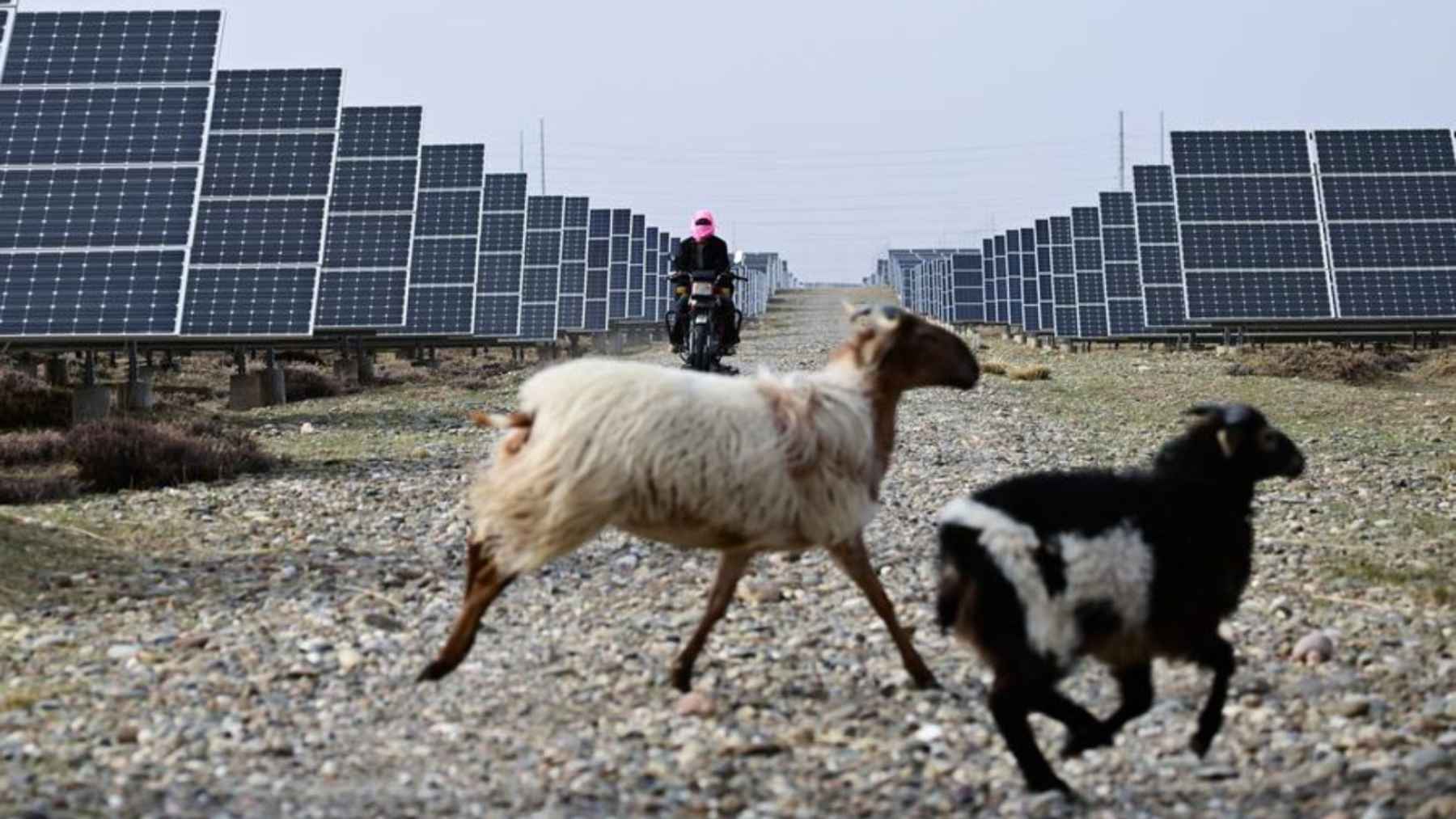 Across 162 square miles of high desert panels on the Tibetan Plateau the grass grew so tall it began shading the glass, and the fix the operators settled on arrived on four legs 1 Sheep grazing under 7 million panels at Talatan solar farm, across 162 square