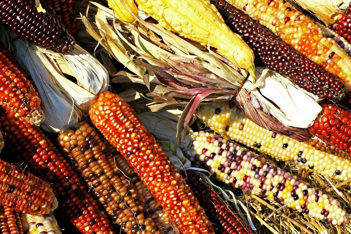 BIODIVERSIDAD - Un Recurso No Valorado 4 BIODIVERSIDAD – Un Recurso No Valorado