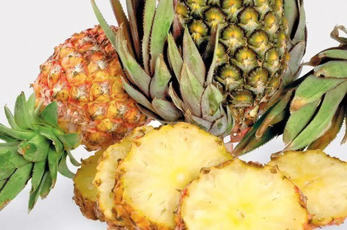 Todo lo que necesitas saber sobre el ANANÁ ó PIÑA 4 Todo lo que necesitas saber sobre el ANANÁ ó PIÑA