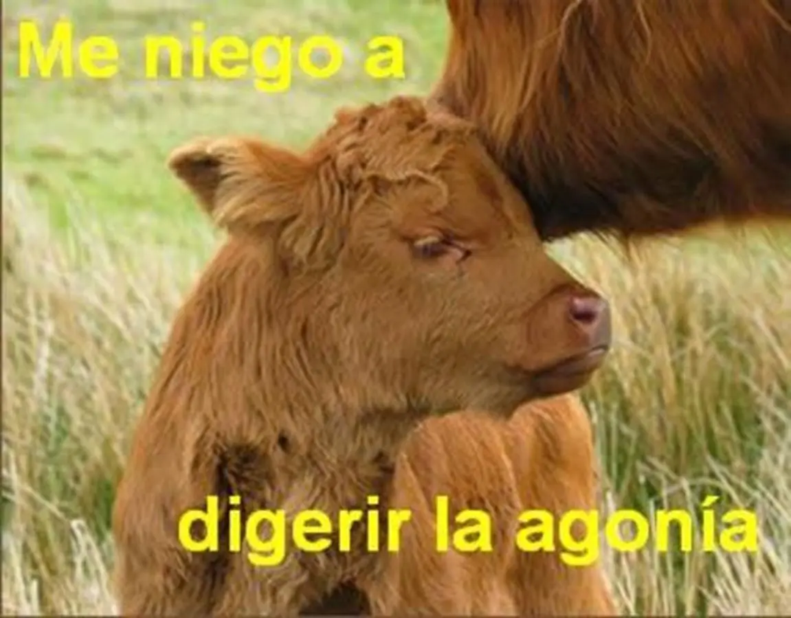 10 motivos para hacerte vegano y cómo estar bien nutrido 7 10 motivos para hacerte vegano y cómo estar bien nutrido
