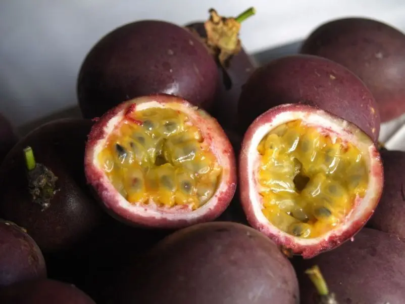 Maracuyá, la fruta de la pasión 6 Maracuyá, la fruta de la pasión