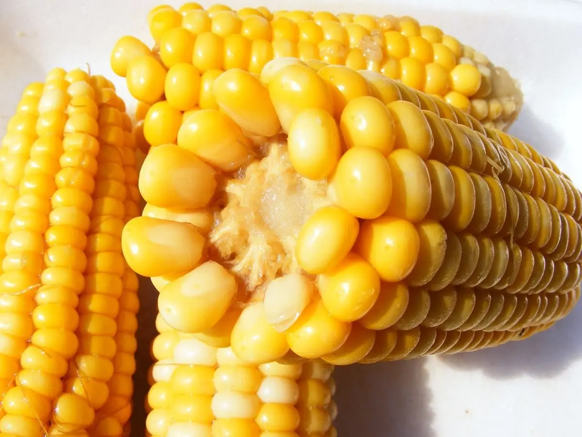 Maíz, gran aliado para la cocina y el cerebro