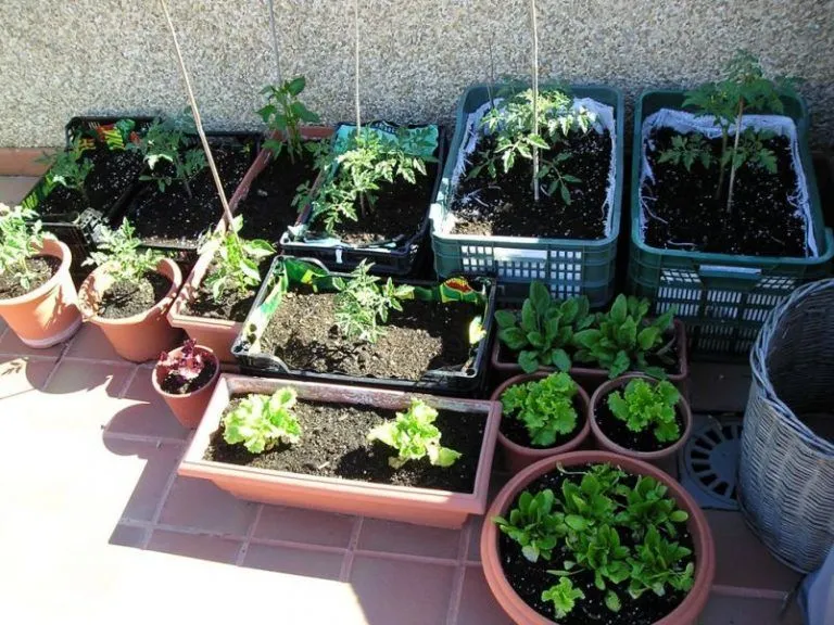 Como producir alimentos en tu hogar, sanos y sin tóxicos 1 Como producir alimentos en tu hogar, sanos y sin tóxicos
