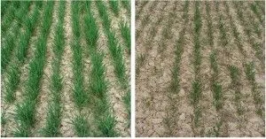 Los efectos del glifosato (Roundup®) en los suelos, los cultivos y los consumidores 8 Los efectos del glifosato (Roundup®) en los suelos, los cultivos y los consumidores