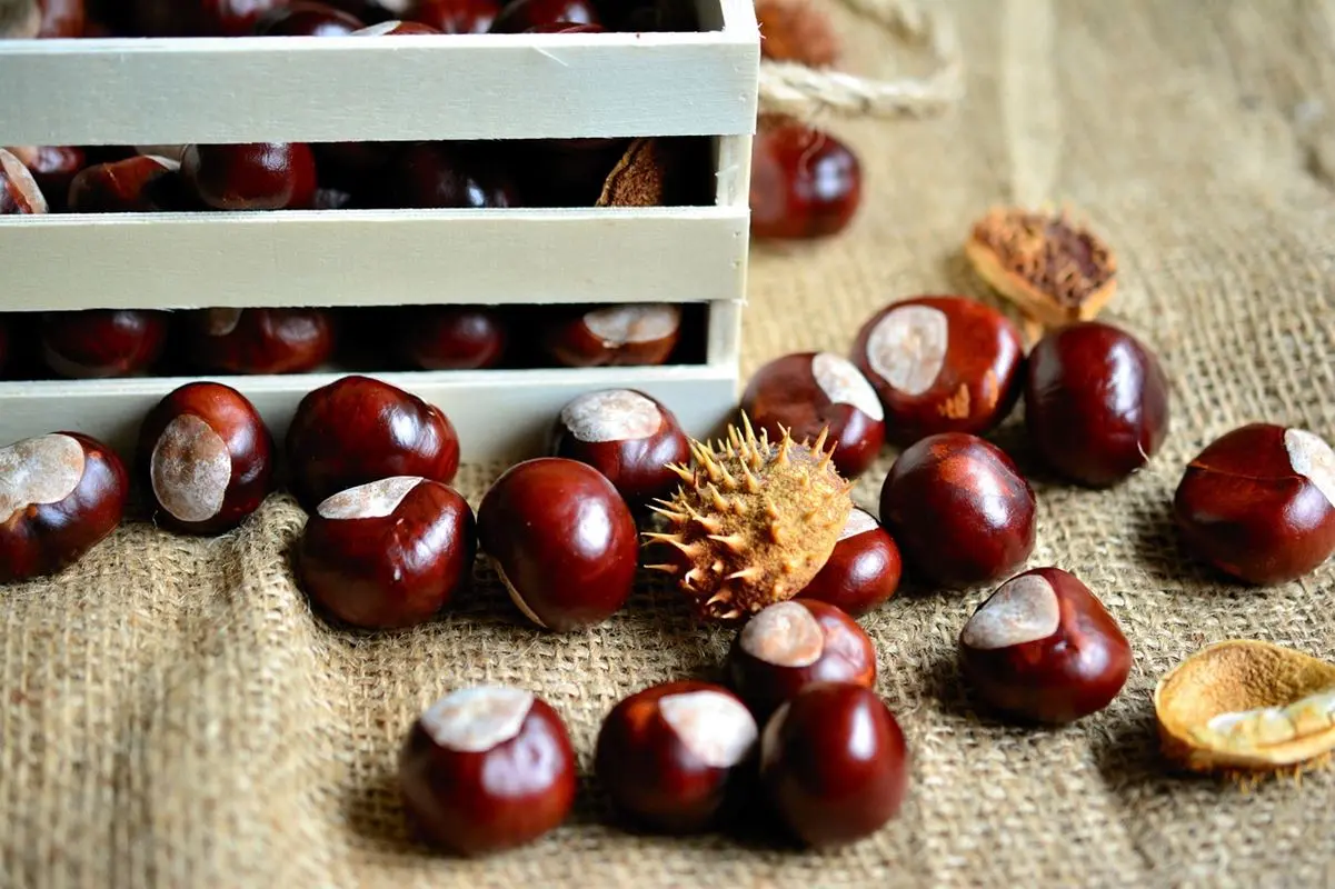 Castaña, sabor y energía saludable