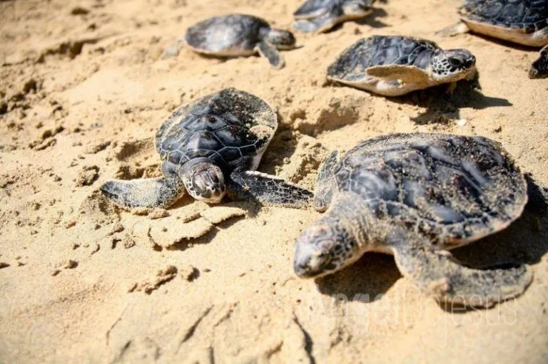 Venezuela devuelve 5 mil tortugas a su hábitat natural 8 Venezuela devuelve 5 mil tortugas a su hábitat natural