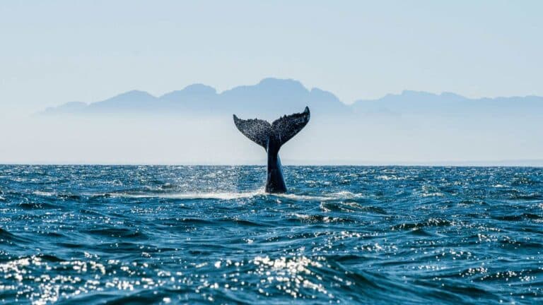 Delfines y ballenas también serán personas no humanas 6 Delfines y ballenas también serán personas no humanas