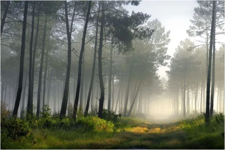 Bosques para electricidad: una mala idea 6 Bosques para electricidad: una mala idea