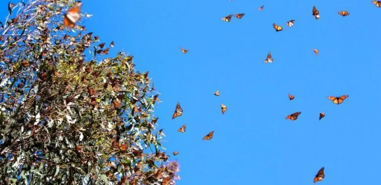 México responsabiliza a EE UU de la desaparición de la Mariposa Monarca 7 México responsabiliza a EE UU de la desaparición de la Mariposa Monarca