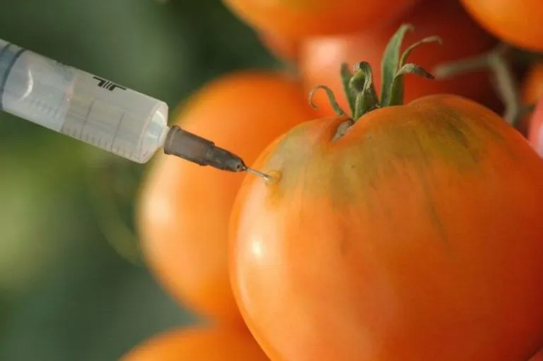 Slow Food y Greenpeace piden al Parlamento Europeo la prohibición de los transgénicos 2 Slow Food y Greenpeace piden al Parlamento Europeo la prohibición de los transgénicos