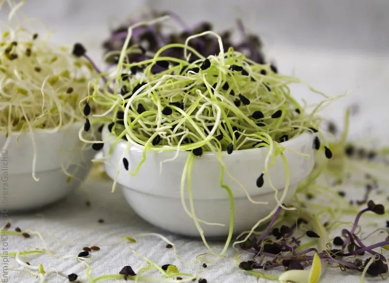 Germinados, alimentos Vivos, con altísimo valor nutricional