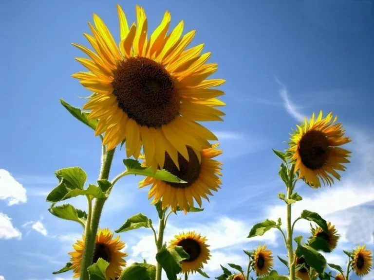 Las plantas inteligentes saben combatir a sus enemigos 3 Las plantas inteligentes saben combatir a sus enemigos