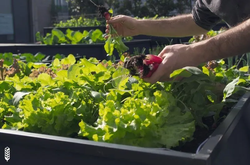 Portugueses crean sistema de huerto eficiente para agricultores urbanos 9 Portugueses crean sistema de huerto eficiente para agricultores urbanos