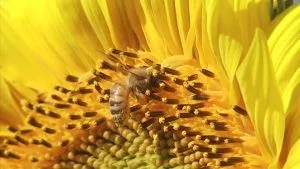 Si las colmenas de abejas colapsan nuestra alimentación no será la misma 4 Si las colmenas de abejas colapsan nuestra alimentación no será la misma