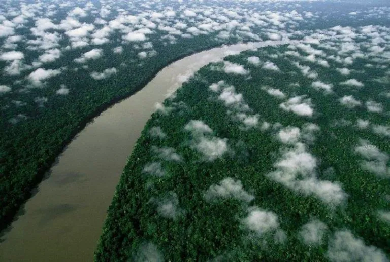 Millonario sueco compra 200 mil héctareas de bosque a una compañía dedicada a la tala, solo para preservarlos 12 Millonario sueco compra 200 mil héctareas de bosque a una compañía dedicada a la tala, solo para preservarlos