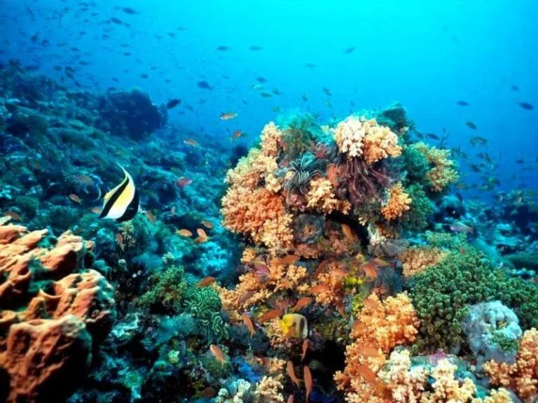 Los arrecifes de coral afrontan su desaparición a mitad de siglo 9 Los arrecifes de coral afrontan su desaparición a mitad de siglo