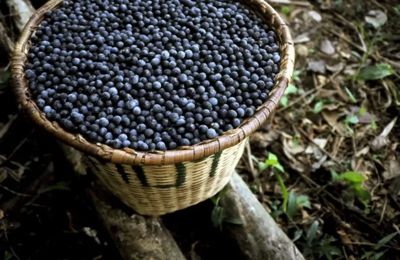 ¿Qué hace del Acai un Superalimento? 1 ¿Qué hace del Acai un Superalimento?