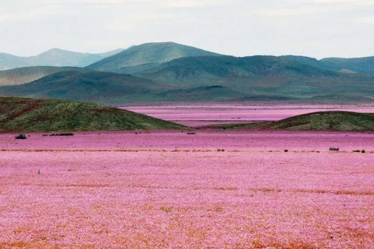 El desierto más árido del mundo se acaba de convertir en un paraíso cubierto de rosa 3 El desierto más árido del mundo se acaba de convertir en un paraíso cubierto de rosa