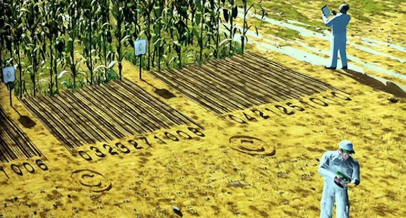 Mitos y verdades sobre los alimentos modificados genéticamente 7 Mitos y verdades sobre los alimentos modificados genéticamente