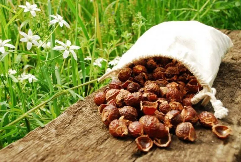 Sapindus mukoross: La nuez que funciona mejor que los detergentes comunes 5 Sapindus mukoross: La nuez que funciona mejor que los detergentes comunes