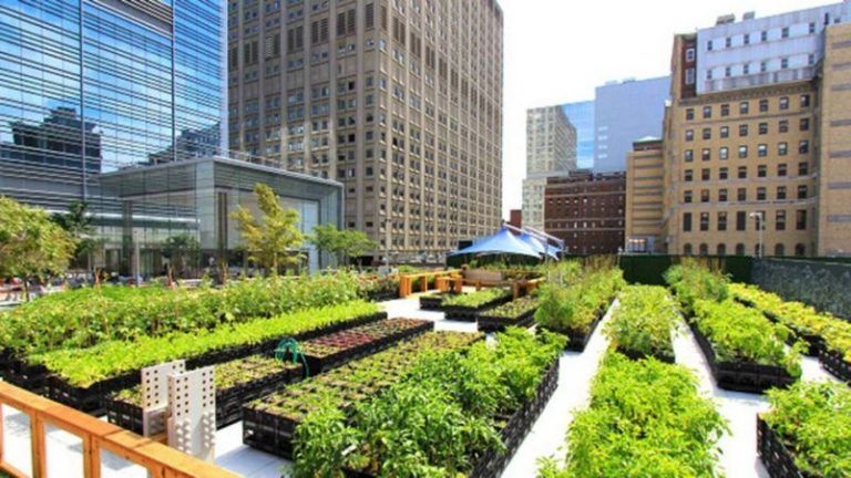 Alimentar a las ciudades: un desafío clave para el desarrollo sostenible 8 Alimentar a las ciudades: un desafío clave para el desarrollo sostenible