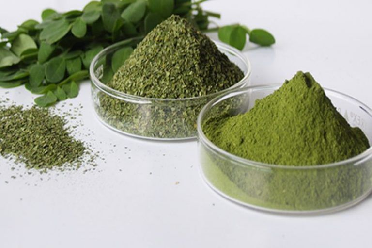 «Arbol de la vida»: Moringa