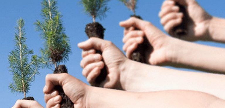 Un árbol, una responsabilidad 1 Un árbol, una responsabilidad