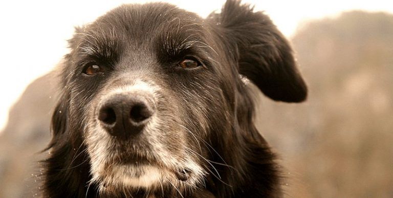 10 Señales para darte cuenta de que tu perro está envejeciendo 5 10 Señales para darte cuenta de que tu perro está envejeciendo