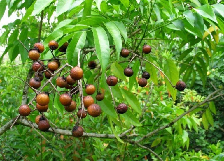 El árbol que produce jabón como fruto 9 El árbol que produce jabón como fruto