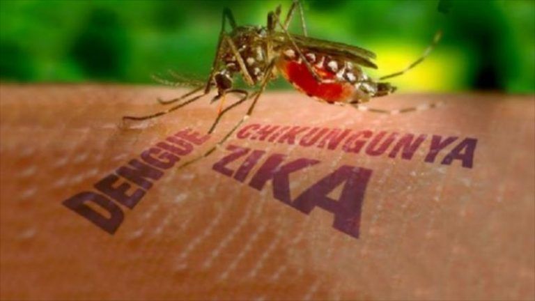 El negocio del Zika y los Mosquitos Transgénicos 2 El negocio del Zika y los Mosquitos Transgénicos
