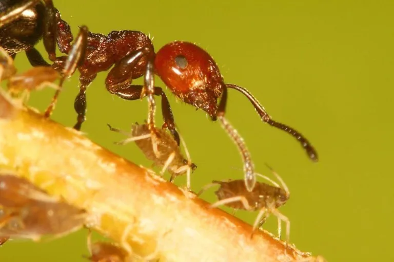 10 ejemplos increíbles de mutualismo animal 5 10 ejemplos increíbles de mutualismo animal