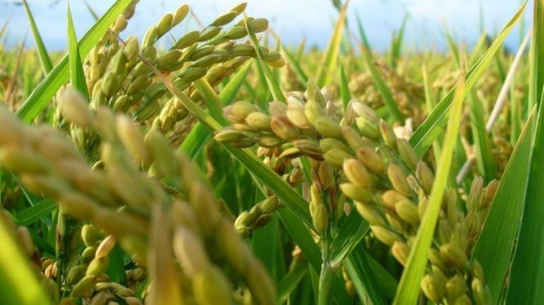5 alimentos que no resistirán los efectos del cambio climático 7 5 alimentos que no resistirán los efectos del cambio climático