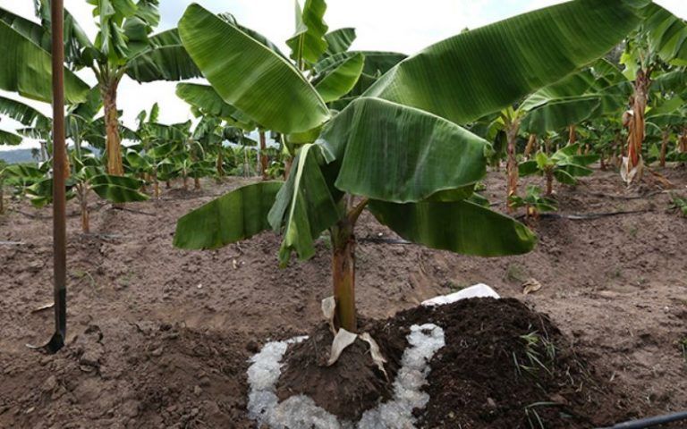 ¿Es la lluvia sólida una solución para la sequía en la agricultura? 5 ¿Es la lluvia sólida una solución para la sequía en la agricultura?
