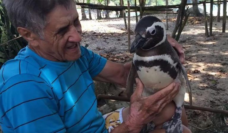Este pingüino nada 8 mil km cada año para visitar al hombre que le salvó la vida 9 Este pingüino nada 8 mil km cada año para visitar al hombre que le salvó la vida