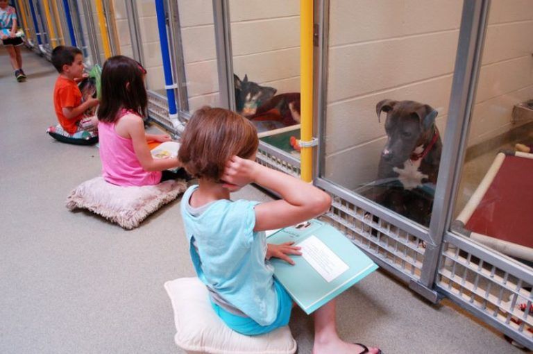 Genial iniciativa para que los niños lean cuentos a animales abandonados 3 Genial iniciativa para que los niños lean cuentos a animales abandonados