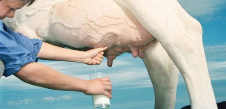 Leche de vaca pasteurizada, veneno letal