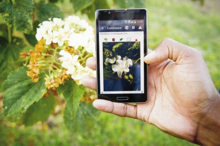 Plantnet: el Shazam de las plantas 1 Plantnet: el Shazam de las plantas
