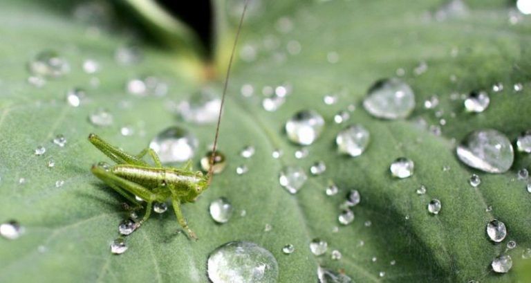 ¿El agua natural contiene el sabor de insectos, bacterias y descomposición de vegetales?