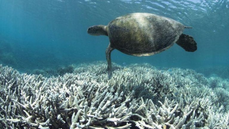 La Gran Barrera de Coral australiana se está volviendo blanca