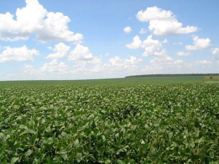 La superficie global de transgénicos cultivados disminuye por primera vez desde que comenzó su comercialización 3 La superficie global de transgénicos cultivados disminuye por primera vez desde que comenzó su comercialización