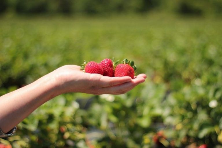 Los alimentos no son mercancía 7 Los alimentos no son mercancía