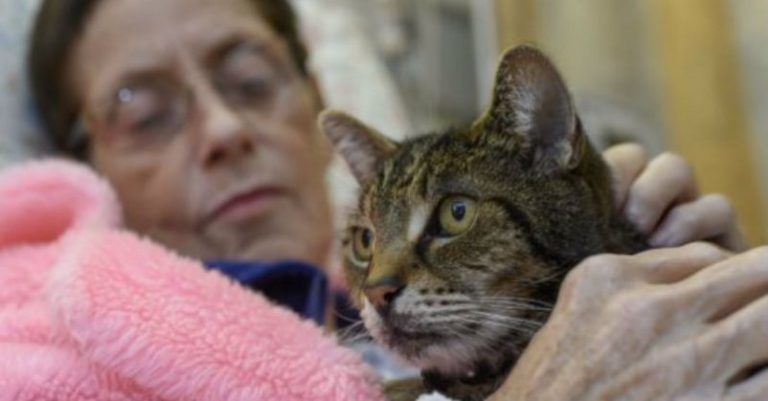 Un hospital permite que las mascotas visiten a sus dueños internados 2 Un hospital permite que las mascotas visiten a sus dueños internados