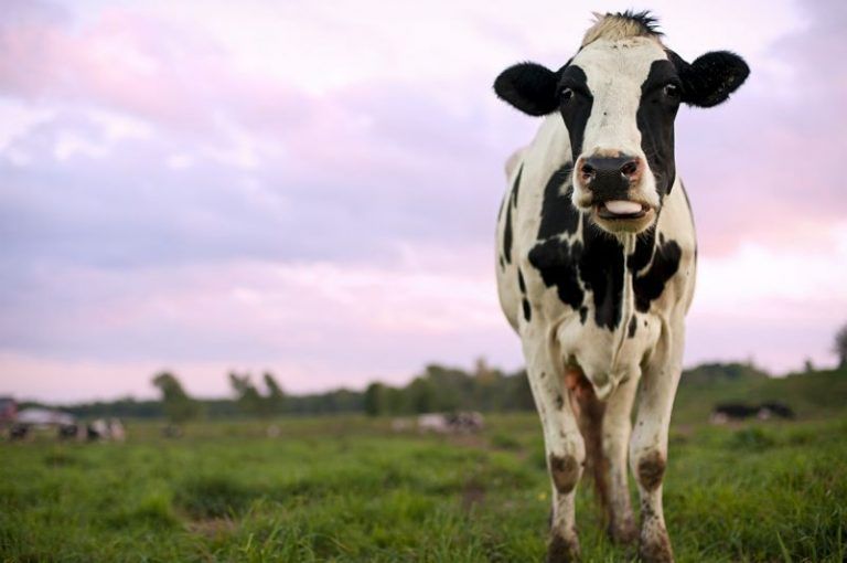 ¿Vacas alimentadas con papel?