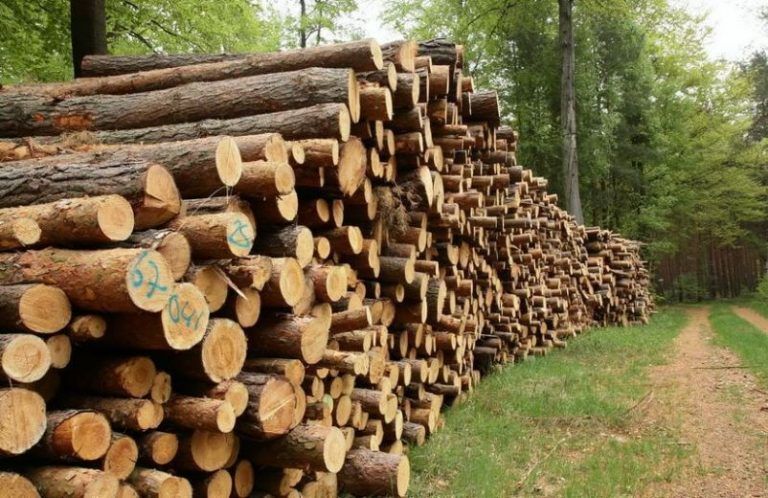 ¨Guerra por la madera¨ en el sur de Francia 3 ¨Guerra por la madera¨ en el sur de Francia