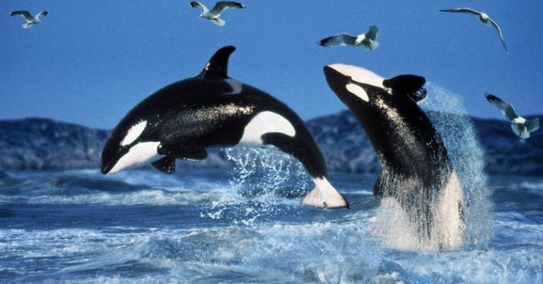 Los humanos no son únicos: las orcas también evolucionan gracias a la cultura 11 Los humanos no son únicos: las orcas también evolucionan gracias a la cultura