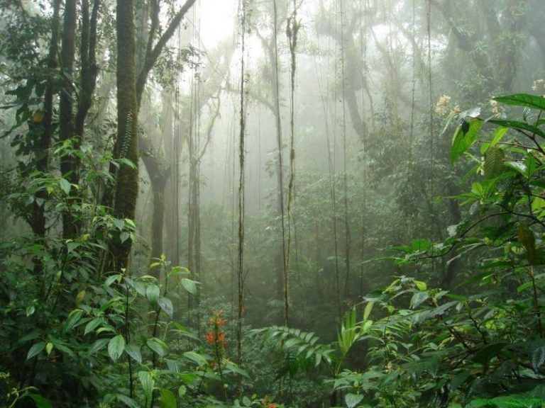 Regenerar bosques, alternativa barata de mitigación 5 Regenerar bosques, alternativa barata de mitigación