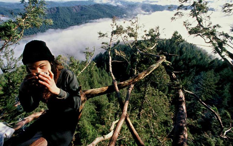 Ella subió a un árbol para evitar su tala y no bajó en dos años 4 Ella subió a un árbol para evitar su tala y no bajó en dos años