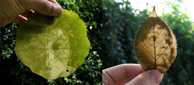 Increibles fotos que se revelan en hojas de plantas utilizando sus pigmentos naturales 7 Increibles fotos que se revelan en hojas de plantas utilizando sus pigmentos naturales